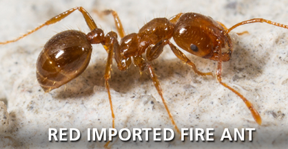 Red Imported Fire Ant