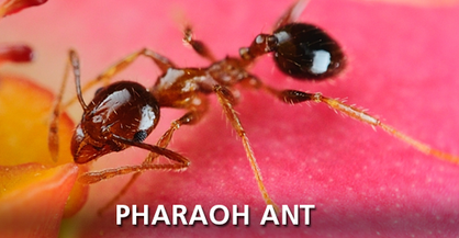 Pharaoh Ant