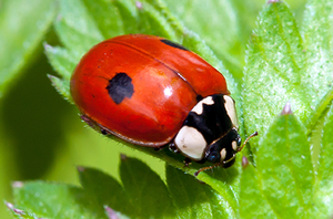 Corky's DIY Whitefly Control Service