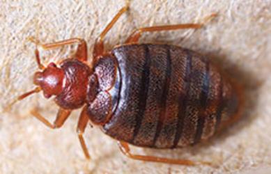 Corky's Bed Bugs Service