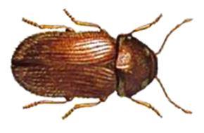 Drug Store Beetle