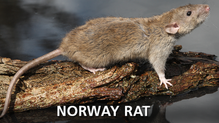 Norway Rat