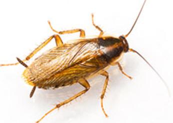 German Cockroach