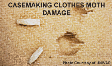 Casemaking Clothes Moth