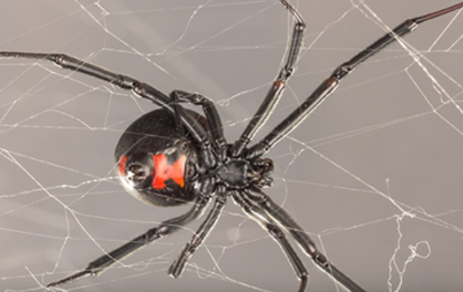 Black Widow Spider