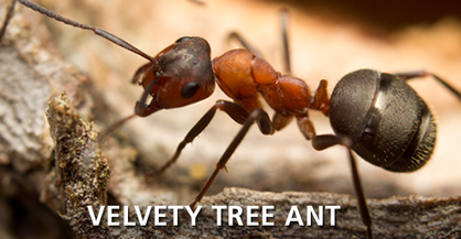 Velvety Tree Ant