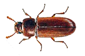 Confused Flour Beetle