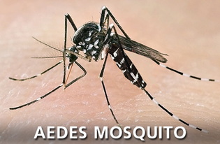 Aedes Mosquito
