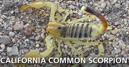 California Common Scorpion