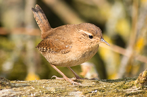 Wren