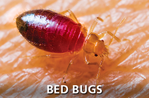 Bed Bug