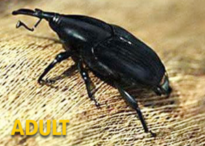 South American Palm Weevil Audit