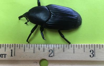 South American Palm Weevil Identification