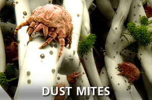 Dust Mites