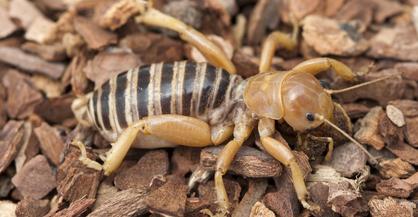 Jerusalem Cricket