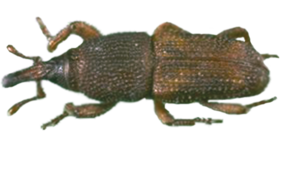 Rice Weevil