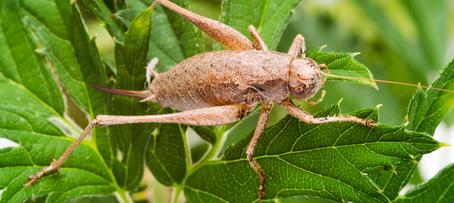 Corky's Cricket Identification