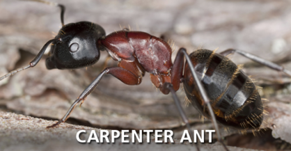 Carpenter Ant