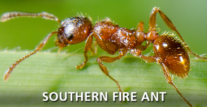 Southern Fire Ant