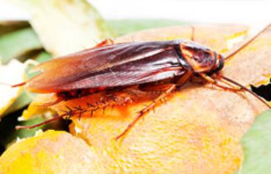 Cork's Cockroach Pest Control Services