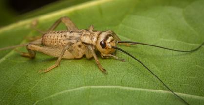 Field Cricket