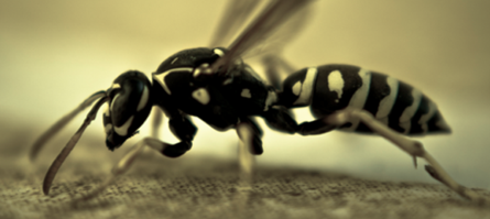 Wasp Id Wasp Identification Corky S Pest Control Wasp Id Wasp Identification Corky S Pest Control