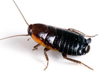 Oriental Cockroach