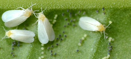 Corky's White Fly Identification