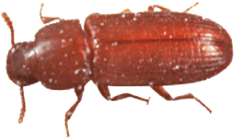 Red Flour Beetle