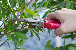 Corky's DIY Spider Control Service