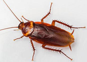 American Coackroach