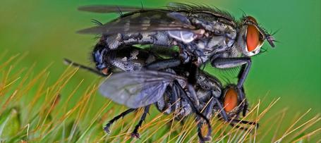 Corky's Fly Identification