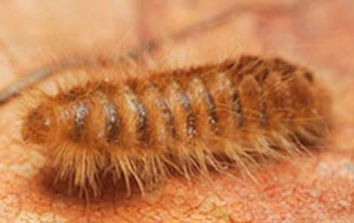 Carpet Beetle