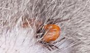 Tick transmitted disease