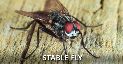 Stable Fly