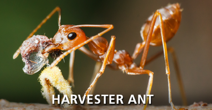 Harvester Ant