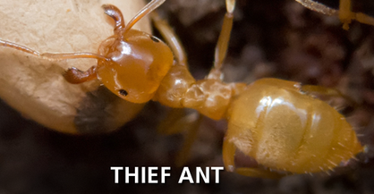 Thief Ant