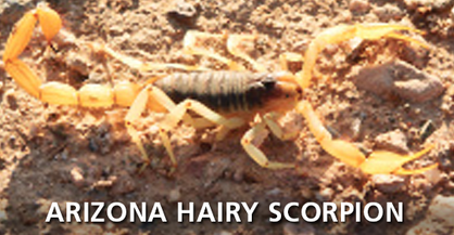 Arizona Hairy Scorpion