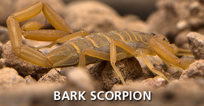 Bark Scorpion