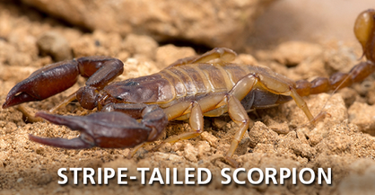 Stripedtail Scorpion