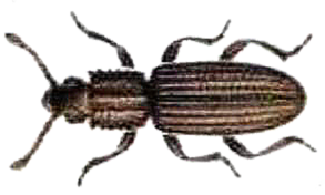 Sawtoothed Grain Beetle