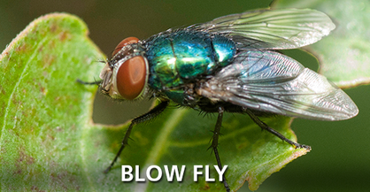 Blow Fly