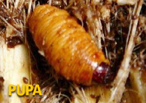 South American Palm Weevil Pupa