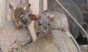 Rat transmitted disease