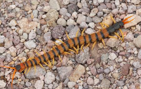 Giant Desert Centipede