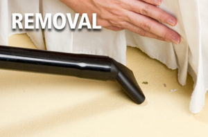 Corky's bed bug removal