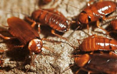 Cork's Cockroach Pest Control Services