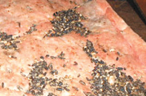 Rat droppings on insulation