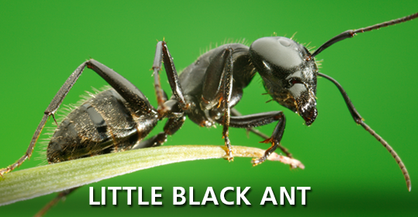 Little Black Ant