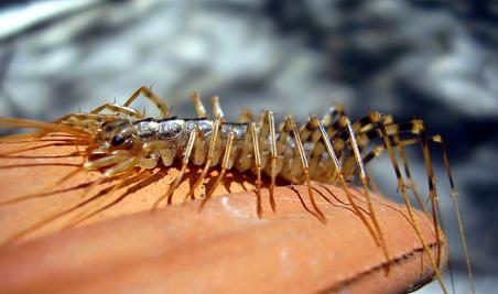 House Centipede